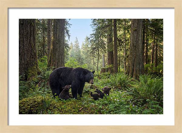 Black Bear Mother With Twin Cubs