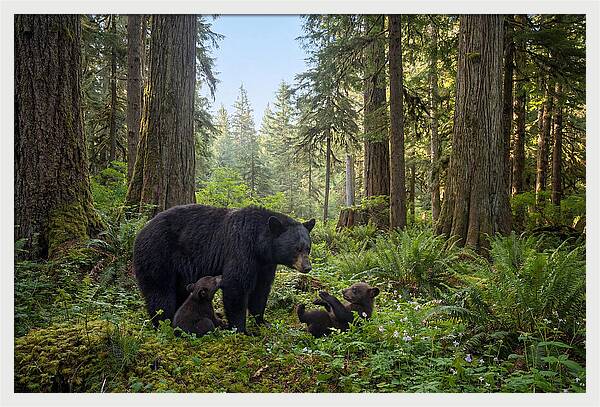 Black Bear Mother With Twin Cubs