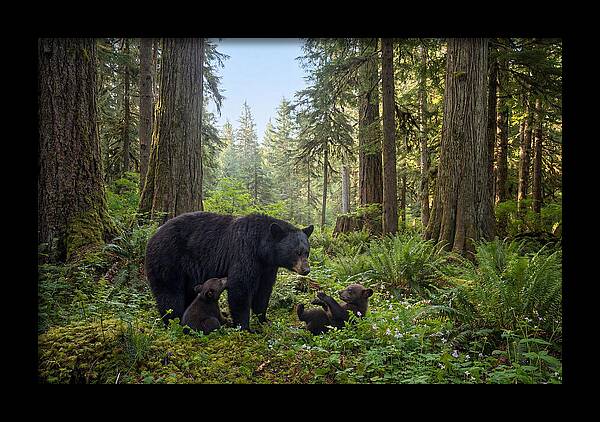 Black Bear Mother With Twin Cubs