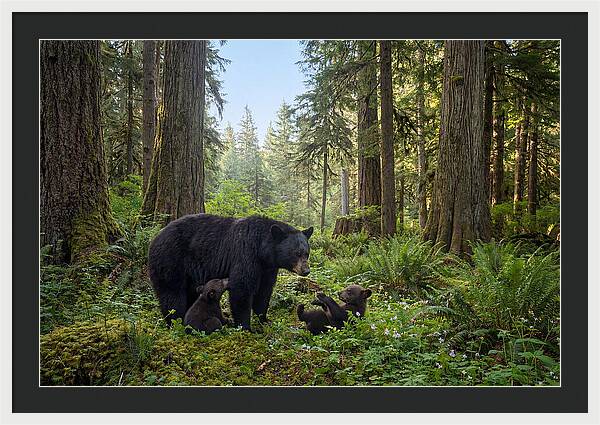 Black Bear Mother With Twin Cubs