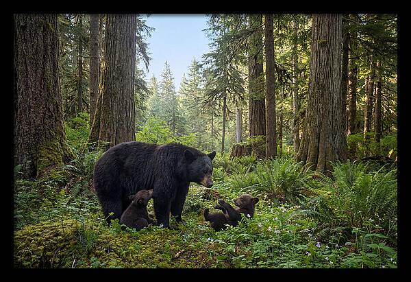 Black Bear Mother With Twin Cubs