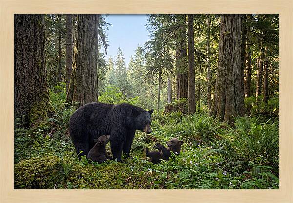 Black Bear Mother With Twin Cubs