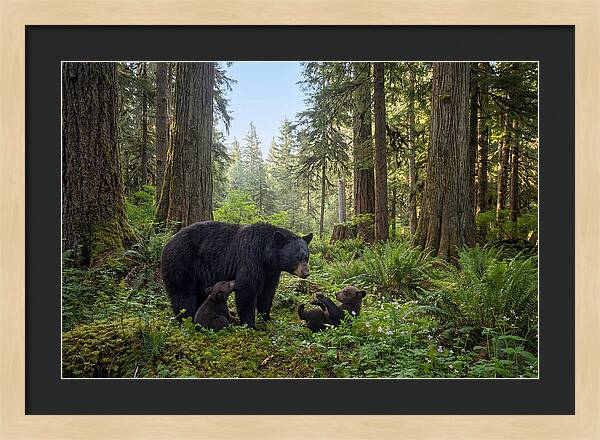 Black Bear Mother With Twin Cubs
