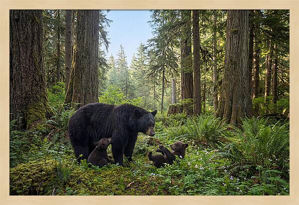 Black Bear Mother With Twin Cubs