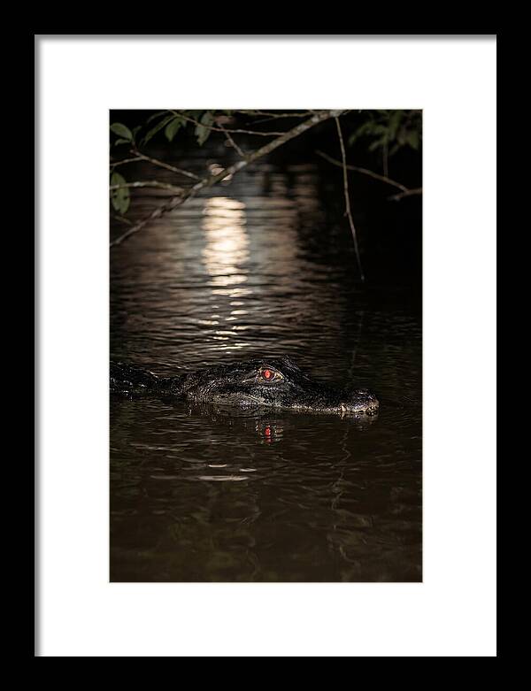 Black Caiman In The Night