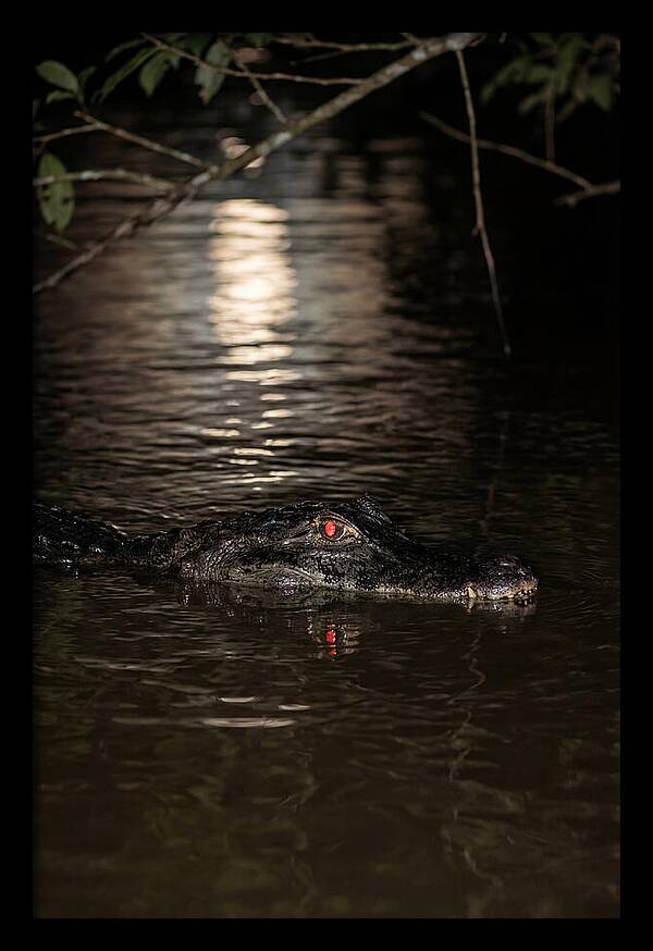 Black Caiman In The Night