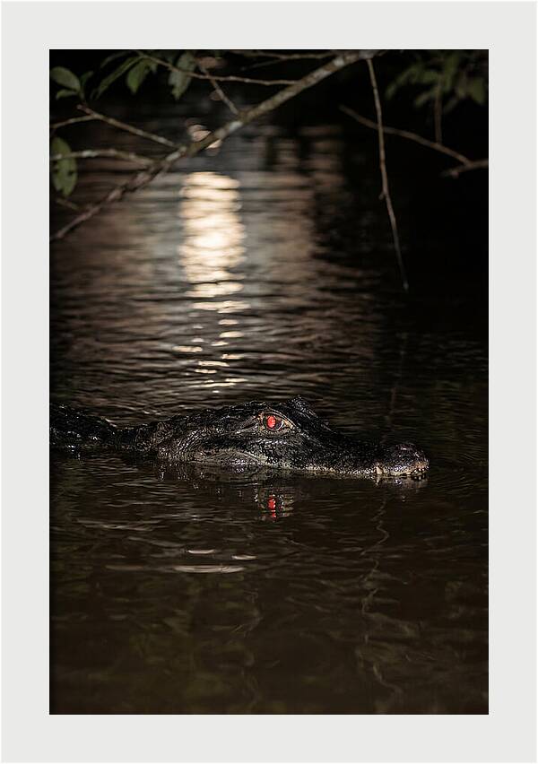 Black Caiman In The Night