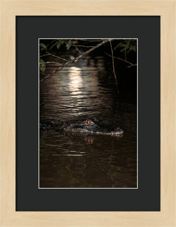 Black Caiman In The Night