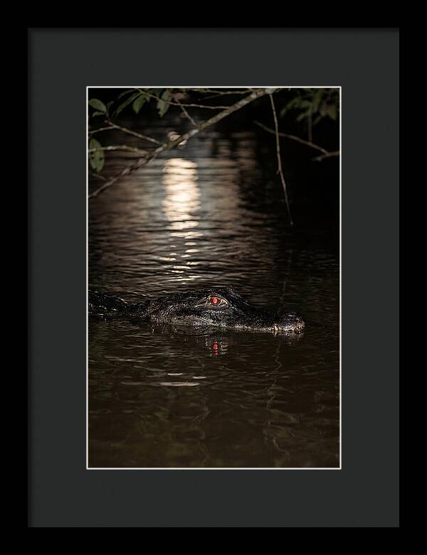 Black Caiman In The Night