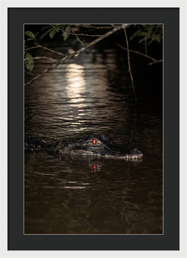 Black Caiman In The Night