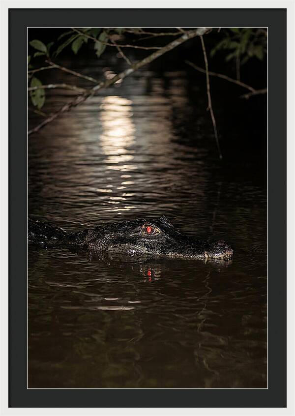 Black Caiman In The Night