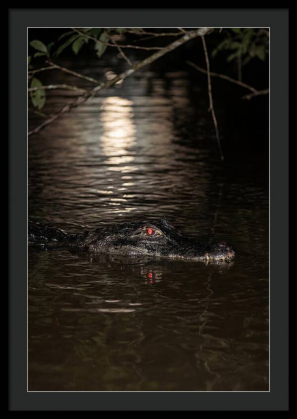 Black Caiman In The Night