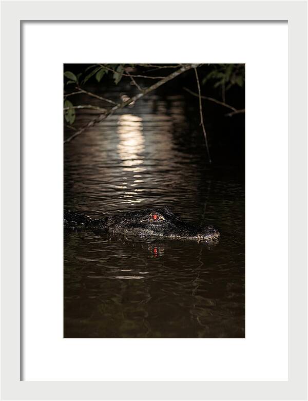 Black Caiman In The Night
