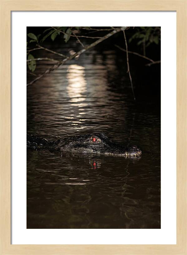 Black Caiman In The Night