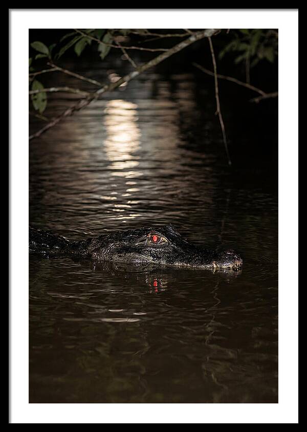 Caiman Art