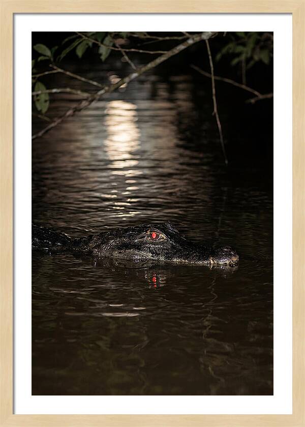 Black Caiman In The Night