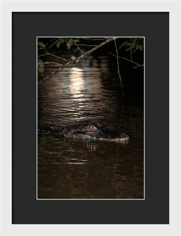 Black Caiman In The Night