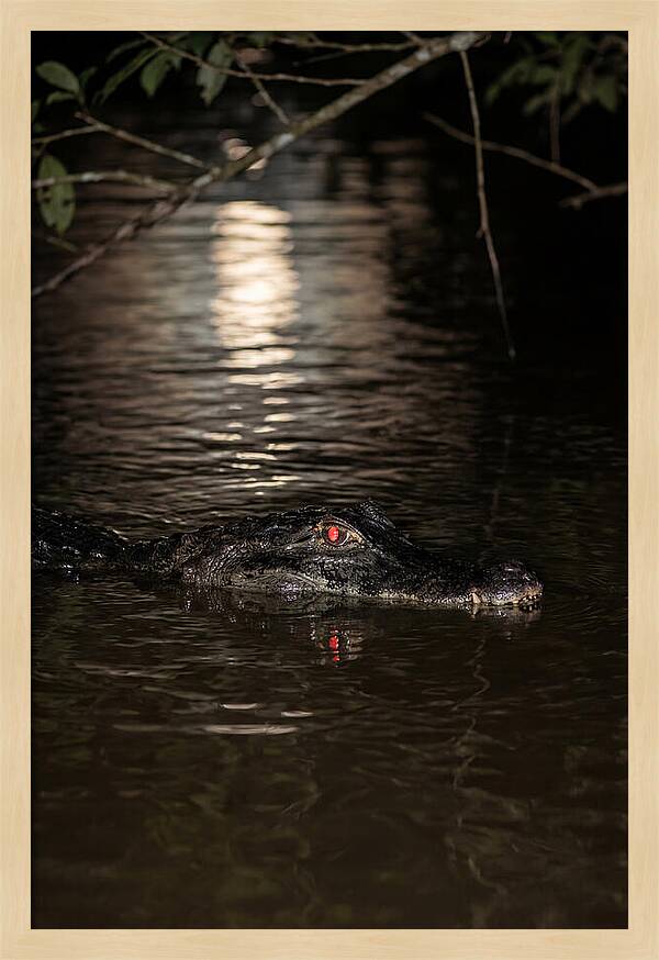 Black Caiman In The Night