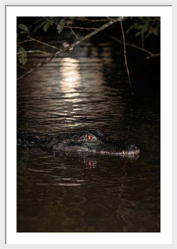 Black Caiman In The Night