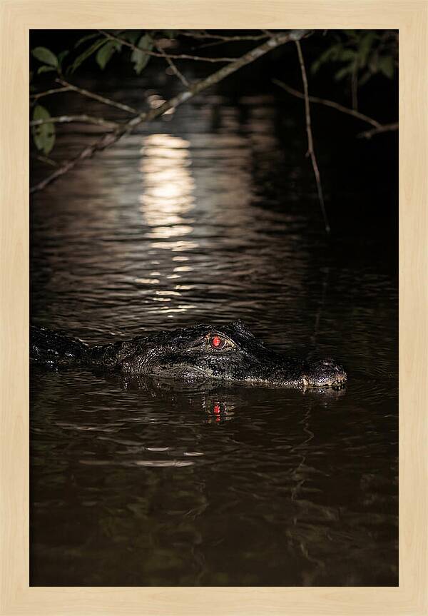 Black Caiman In The Night