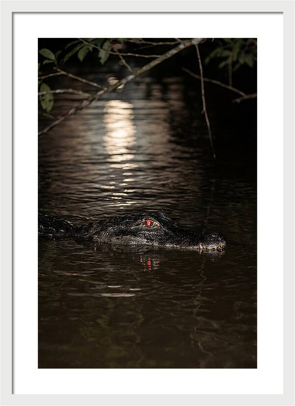 Black Caiman In The Night