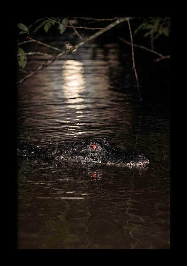 Black Caiman In The Night
