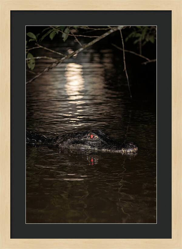 Black Caiman In The Night
