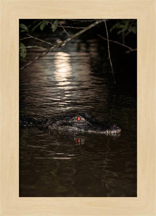 Black Caiman In The Night