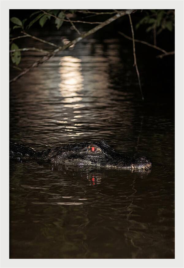 Black Caiman In The Night
