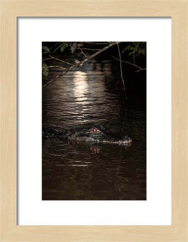 Black Caiman In The Night