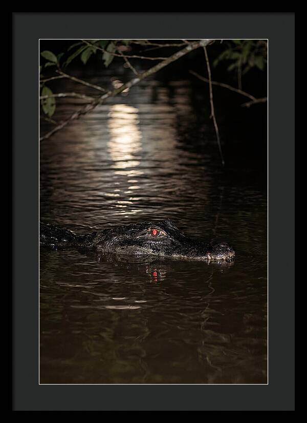 Black Caiman In The Night