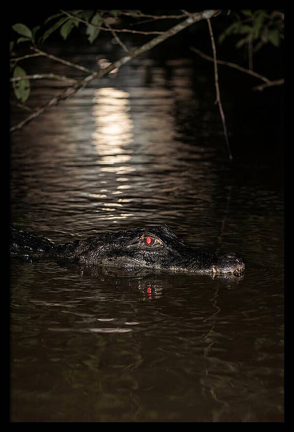 Black Caiman In The Night