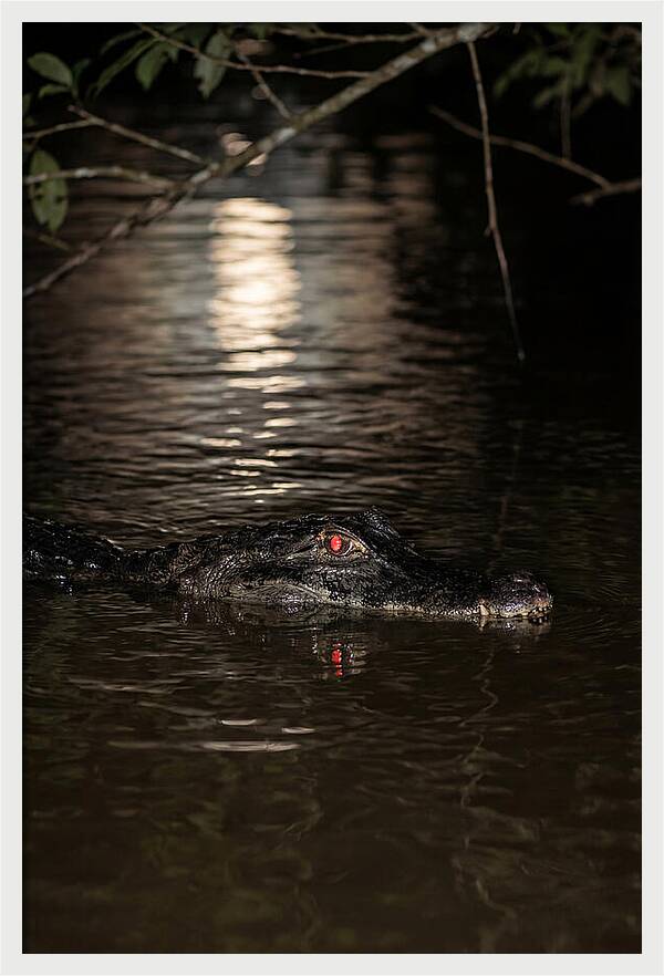Black Caiman In The Night