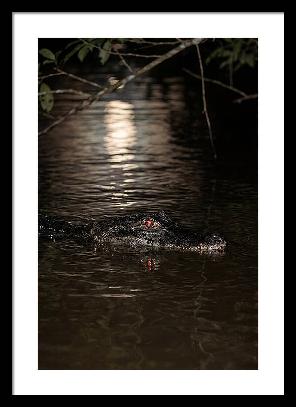 Black Caiman In The Night