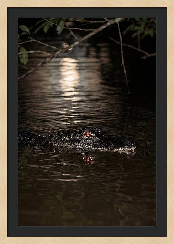 Black Caiman In The Night