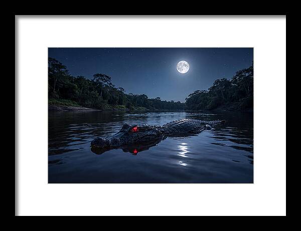 Black Caiman Under Moonlight