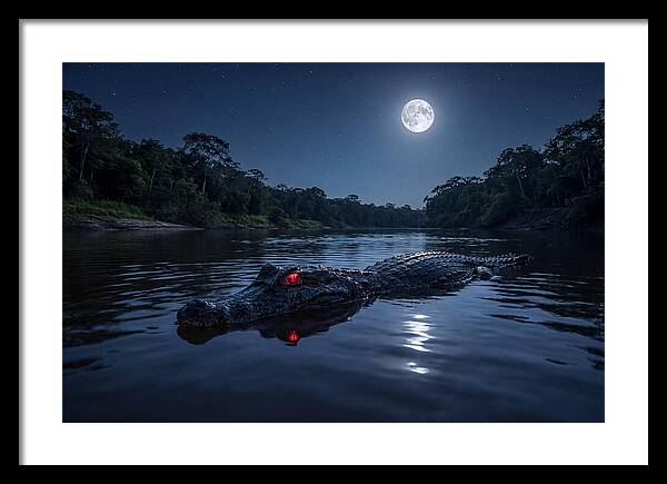 Black Caiman Under Moonlight