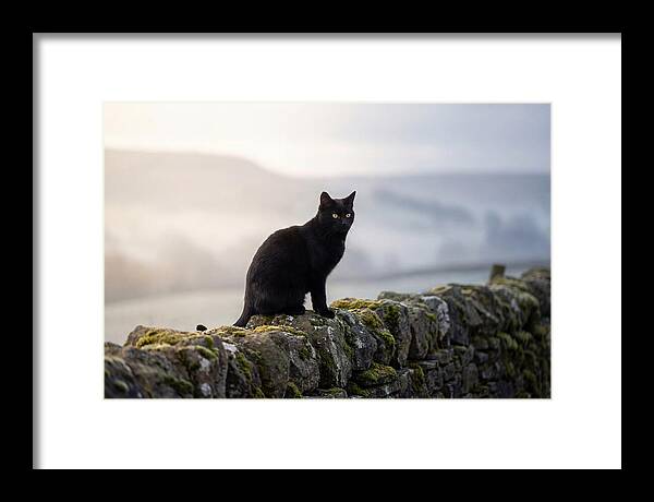 Black Cat On Stone Wall