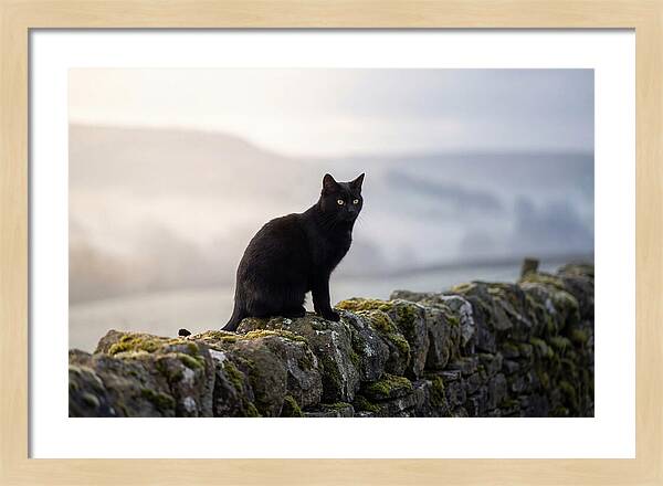 Black Cat On Stone Wall