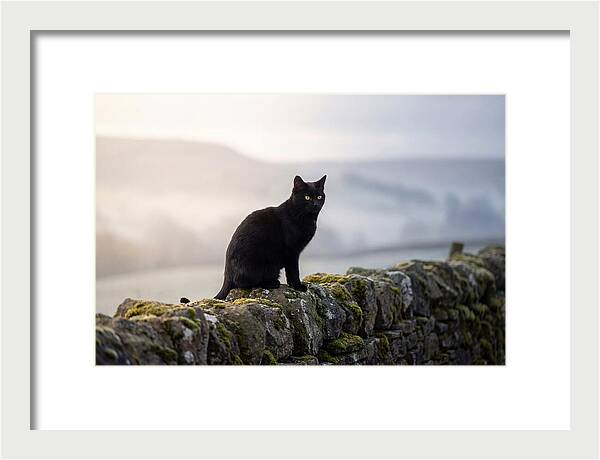 Black Cat On Stone Wall