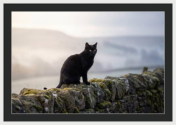 Black Cat On Stone Wall
