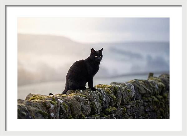 Black Cat On Stone Wall