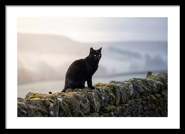 Black Cat On Stone Wall