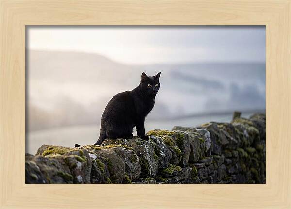 Black Cat On Stone Wall