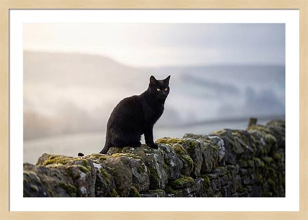 Black Cat On Stone Wall