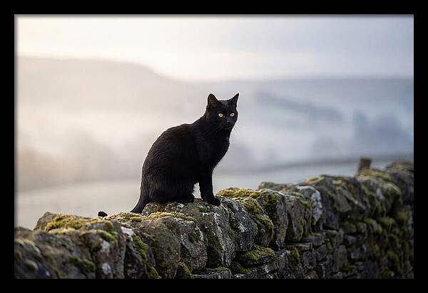 Black Cat On Stone Wall