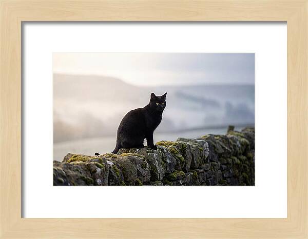 Black Cat On Stone Wall