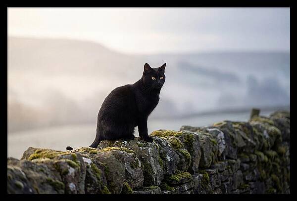 Black Cat On Stone Wall