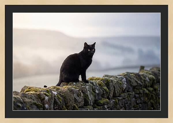 Black Cat On Stone Wall
