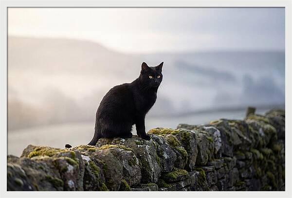 Black Cat On Stone Wall